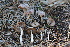  ( - FDS-CA-07552)  @11 [ ] c (2024) Marinna Grijalva Fungal Diversity Survey
