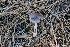  ( - FDS-CA-07552)  @11 [ ] c (2024) Marinna Grijalva Fungal Diversity Survey