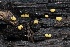  (Endogone - FDS-CA-06518)  @11 [ ] by-nc (2024) Taye Bright Fungal Diversity Survey