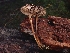  ( - FDS-CA-08073)  @11 [ ] by (2024) Mandy Hackney Fungal Diversity Survey