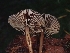 ( - FDS-CA-08073)  @11 [ ] by (2024) Mandy Hackney Fungal Diversity Survey