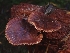  ( - FDS-CA-08073)  @11 [ ] by (2024) Mandy Hackney Fungal Diversity Survey