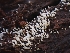  ( - FDS-CA-08032)  @11 [ ] by (2024) Mandy Hackney Fungal Diversity Survey