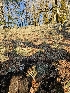  ( - FDS-CA-08032)  @11 [ ] by (2024) Mandy Hackney Fungal Diversity Survey