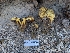  (Buchwaldoboletus sphaerocephalus - FDS-CA-06960)  @11 [ ] by-nc (2024) Stu Pickell Fungal Diversity Survey