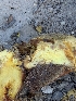  ( - FDS-CA-06960)  @11 [ ] by-nc (2024) Stu Pickell Fungal Diversity Survey