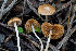  (Conobolbitina - FDS-CA-08528)  @11 [ ] by-nc (2024) Dean Lyons Fungal Diversity Survey