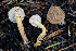  ( - FDS-CA-08584)  @11 [ ] by-nc (2024) Dean Lyons Fungal Diversity Survey