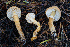  ( - FDS-CA-08584)  @11 [ ] by-nc (2024) Dean Lyons Fungal Diversity Survey