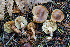  (Pholiota occidentalis - FDS-CA-08581)  @11 [ ] by-nc (2024) Dean Lyons Fungal Diversity Survey