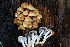  ( - FDS-CA-08576)  @11 [ ] by-nc (2024) Dean Lyons Fungal Diversity Survey