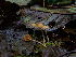  ( - FDS-CA-06648)  @11 [ ] by (2024) Justin Paulin Fungal Diversity Survey
