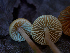  ( - FDS-CA-06648)  @11 [ ] by (2024) Justin Paulin Fungal Diversity Survey