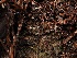  ( - FDS-CA-06650)  @11 [ ] by (2024) Justin Paulin Fungal Diversity Survey