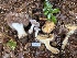  ( - FDS-CA-07459)  @11 [ ] by-nc (2024) Dean Lyons Fungal Diversity Survey