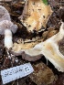  ( - FDS-CA-07459)  @11 [ ] by-nc (2024) Dean Lyons Fungal Diversity Survey