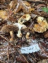  ( - FDS-CA-07401)  @11 [ ] by-nc (2024) Dean Lyons Fungal Diversity Survey