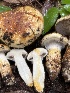  ( - FDS-CA-07500)  @11 [ ] by-nc (2024) Dean Lyons Fungal Diversity Survey