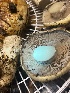  ( - FDS-CA-07500)  @11 [ ] by-nc (2024) Dean Lyons Fungal Diversity Survey