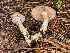  (Phlegmacium delectabile - FDS-CA-08112)  @11 [ ] by-nc (2024) Damon Tighe Fungal Diversity Survey