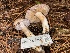  ( - FDS-CA-08112)  @11 [ ] by-nc (2024) Damon Tighe Fungal Diversity Survey