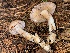  ( - FDS-CA-08112)  @11 [ ] by-nc (2024) Damon Tighe Fungal Diversity Survey