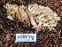  (Ramaria vinosimaculans - FDS-CA-08114)  @11 [ ] by-nc (2024) Damon Tighe Fungal Diversity Survey