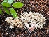  ( - FDS-CA-08114)  @11 [ ] by-nc (2024) Damon Tighe Fungal Diversity Survey