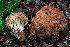  ( - FDS-CA-08538)  @11 [ ] by-nc (2024) Dean Lyons Fungal Diversity Survey