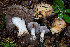  ( - FDS-CA-07459)  @11 [ ] by-nc (2024) Dean Lyons Fungal Diversity Survey