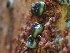  ( - FDS-CA-08074)  @11 [ ] by (2024) Mandy Hackney Fungal Diversity Survey