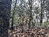  ( - FDS-CA-07481)  @11 [ ] by-nc (2024) Dean Lyons Fungal Diversity Survey
