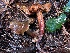  ( - FDS-CA-08121)  @11 [ ] by-nc (2024) Damon Tighe Fungal Diversity Survey