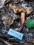  ( - FDS-CA-08121)  @11 [ ] by-nc (2024) Damon Tighe Fungal Diversity Survey