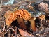  ( - FDS-CA-08121)  @11 [ ] by-nc (2024) Damon Tighe Fungal Diversity Survey