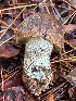  ( - FDS-CA-08124)  @11 [ ] by-nc (2024) Damon Tighe Fungal Diversity Survey