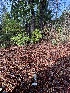  ( - FDS-CA-08124)  @11 [ ] by-nc (2024) Damon Tighe Fungal Diversity Survey