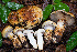  (Cortinarius ponderosus - FDS-CA-07500)  @11 [ ] by-nc (2024) Dean Lyons Fungal Diversity Survey