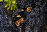  ( - FDS-CA-07481)  @11 [ ] by-nc (2024) Dean Lyons Fungal Diversity Survey