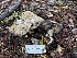  ( - FDS-CA-07498)  @11 [ ] by-nc (2024) Dean Lyons Fungal Diversity Survey