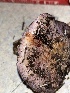  ( - FDS-CA-07498)  @11 [ ] by-nc (2024) Dean Lyons Fungal Diversity Survey
