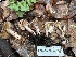  ( - FDS-CA-07410)  @11 [ ] by-nc (2024) Dean Lyons Fungal Diversity Survey
