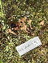  ( - FDS-CA-07411)  @11 [ ] by-nc (2024) Dean Lyons Fungal Diversity Survey