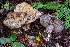  ( - FDS-CA-07498)  @11 [ ] by-nc (2024) Dean Lyons Fungal Diversity Survey