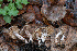  (Cortinarius sp. CA71 - FDS-CA-07410)  @11 [ ] by-nc (2024) Dean Lyons Fungal Diversity Survey