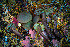  ( - FDS-CA-07411)  @11 [ ] by-nc (2024) Dean Lyons Fungal Diversity Survey