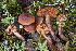  (Cortinarius sp. CA64 - FDS-CA-07411)  @11 [ ] by-nc (2024) Dean Lyons Fungal Diversity Survey