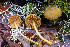  ( - FDS-CA-07409)  @11 [ ] by-nc (2024) Dean Lyons Fungal Diversity Survey
