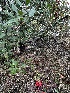  (Lentinellus occidentalis - FDS-CA-06549)  @11 [ ] by-nc (2024) Taye Bright Fungal Diversity Survey