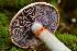  ( - HAY-F-001059)  @11 [ ] by-nc (2023) Christian Schwarz Fungal Diversity Survey
